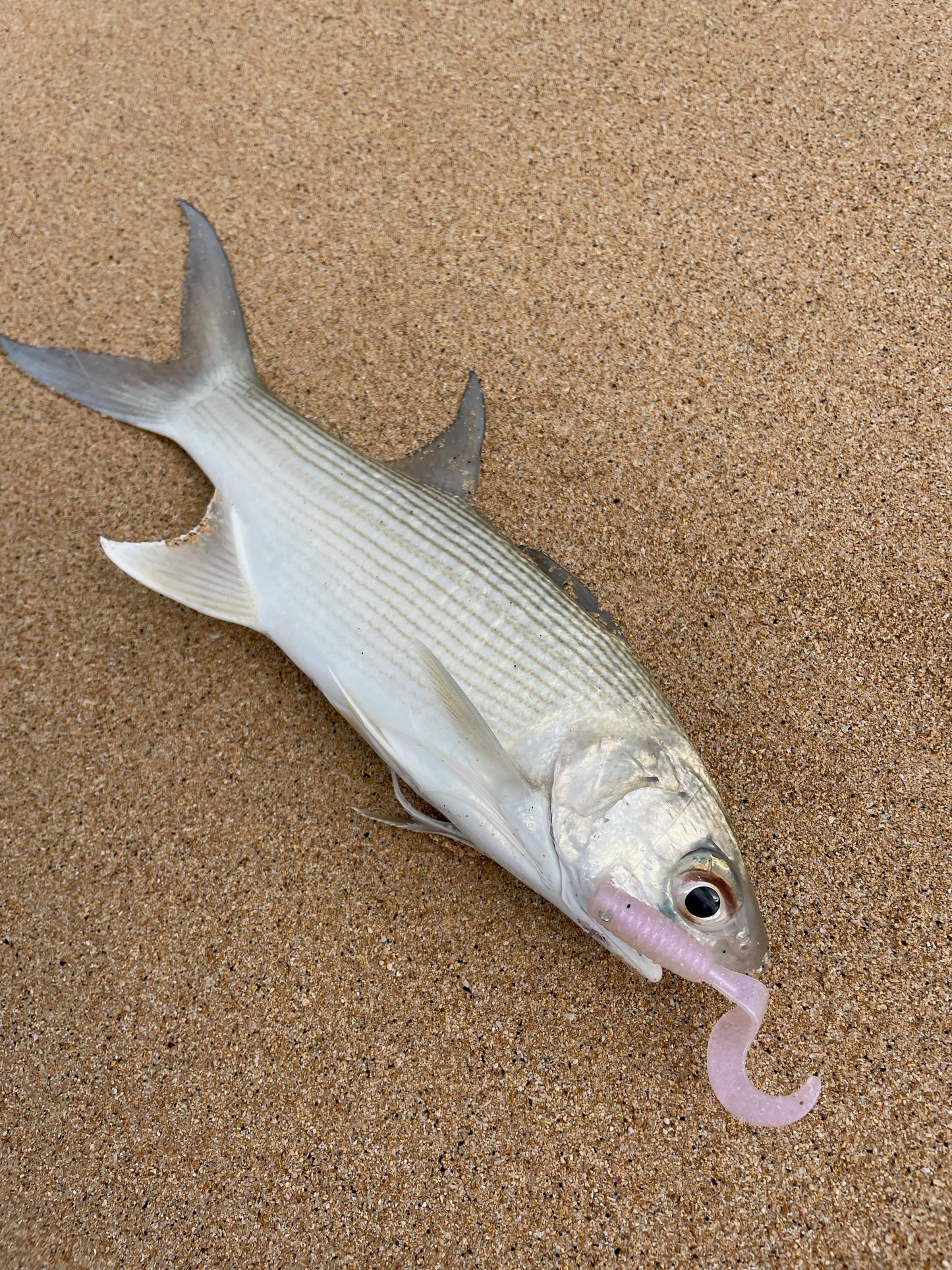 Pearl Pink